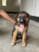 German shepherd puppy